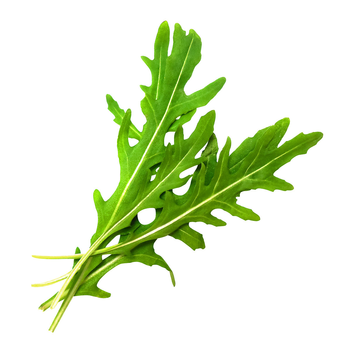 Rucola