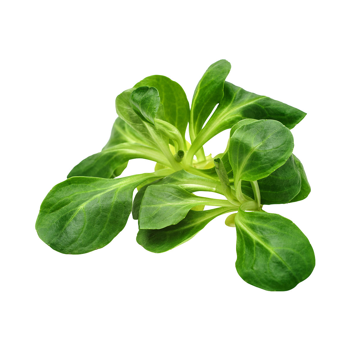 Feldsalat
